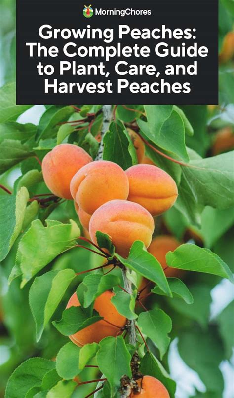 Guide to Peach Varieties 